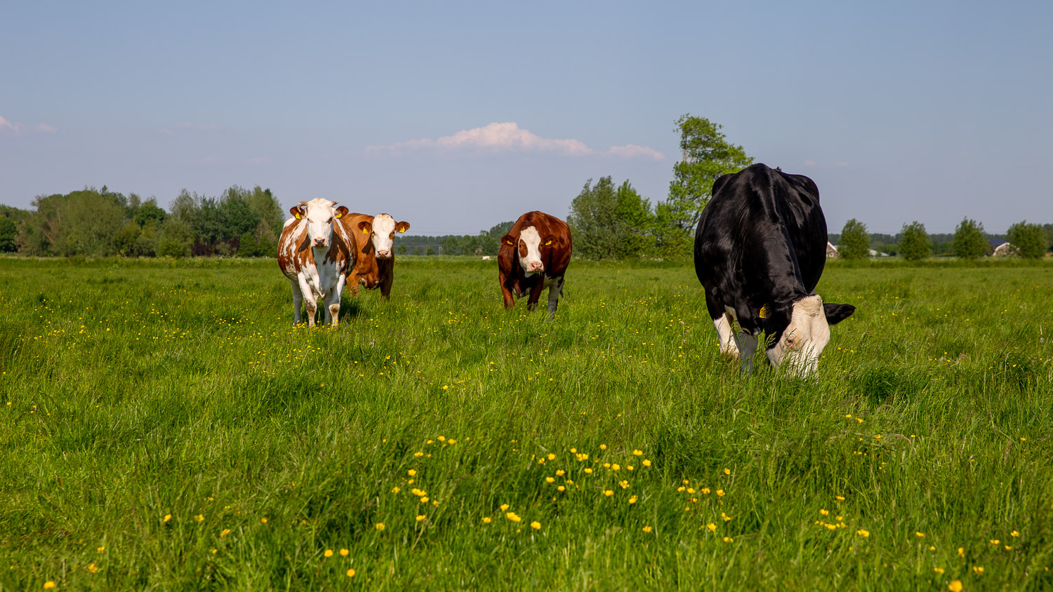 Bestel natuurlijk vlees