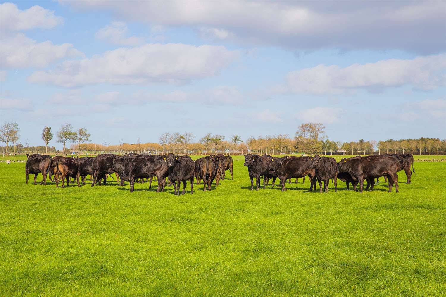 Wagyu Rinderherde auf grüner Weide in artgerechter Haltung