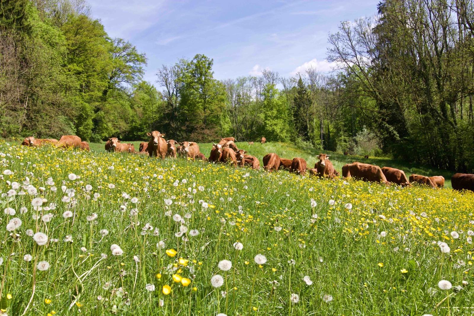 Rinder auf Frühlingsweide
