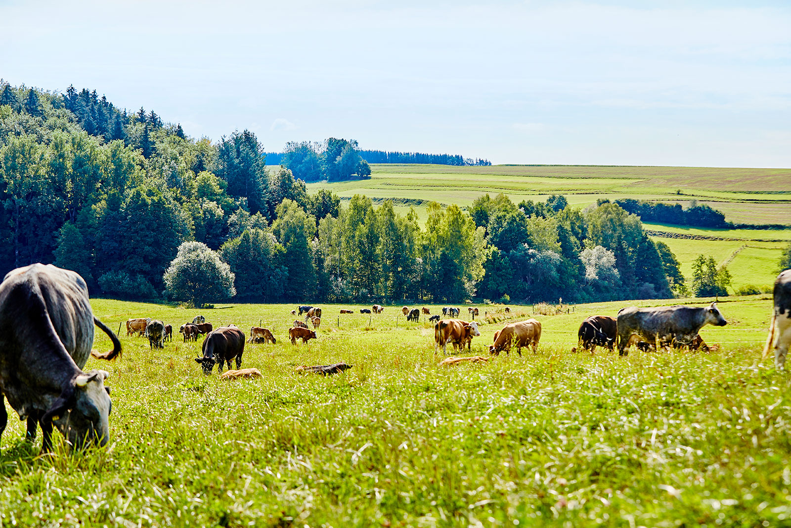 Kühe auf einer grünen Weide