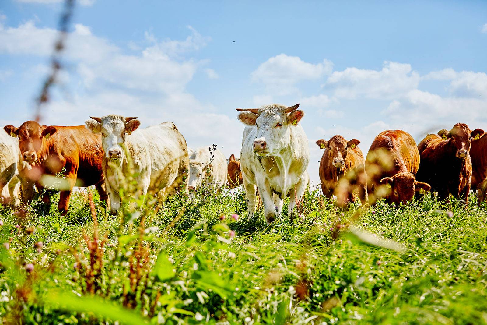 Rinder auf blühender Sommerweide