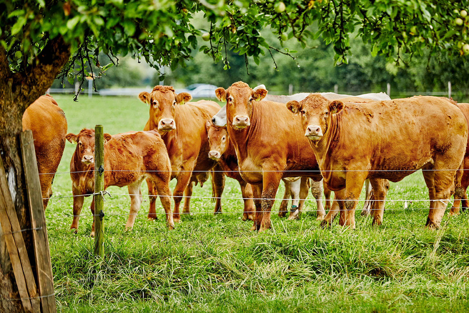 Rinder auf grüner Weide unter Baum