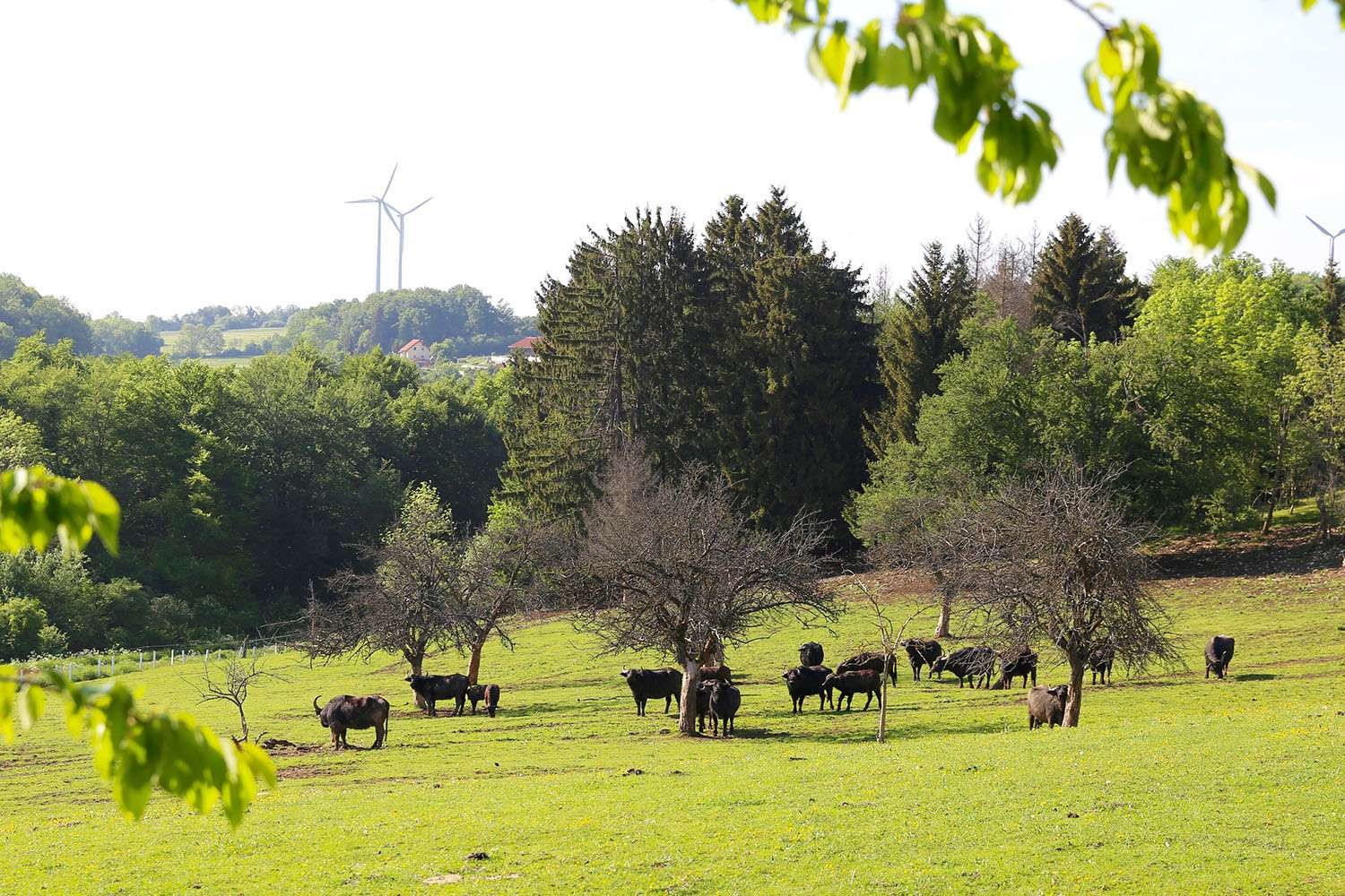 Rinder in natürlicher Weidehaltung auf grüner Landschaft mit Bäumen