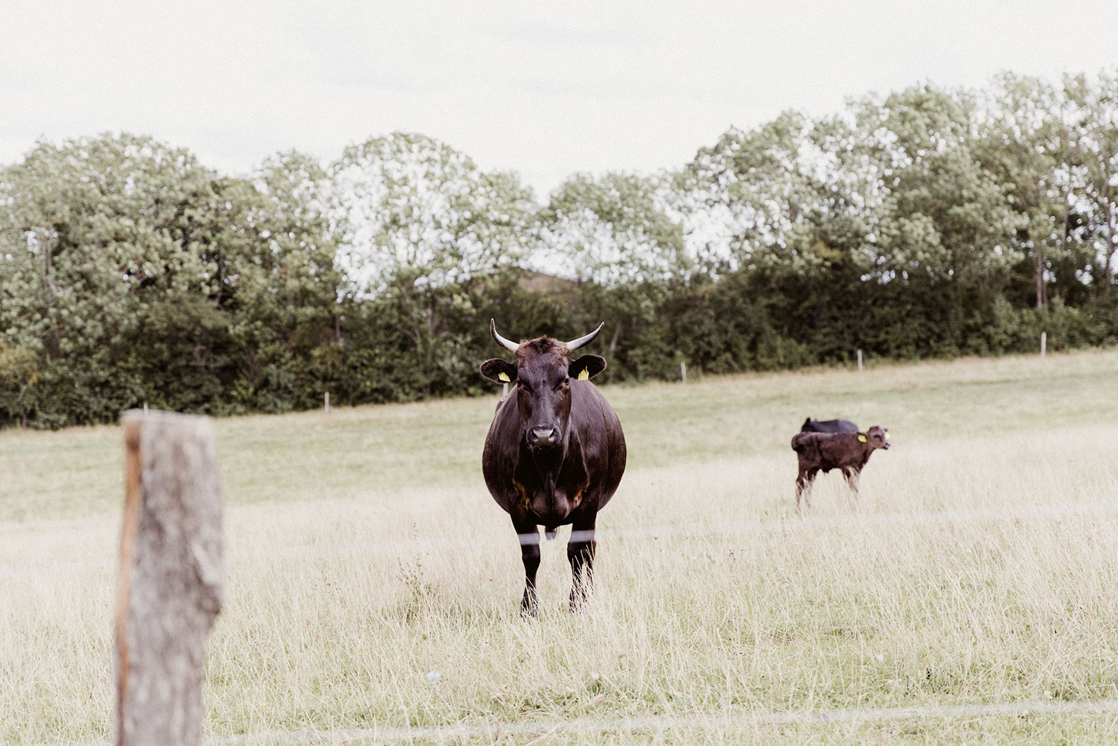 Wagyu Rind auf einer Weide mit Kalb im Hintergrund