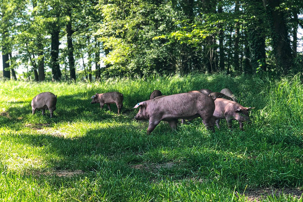 Schweine grasen auf einer Wiese am Waldrand