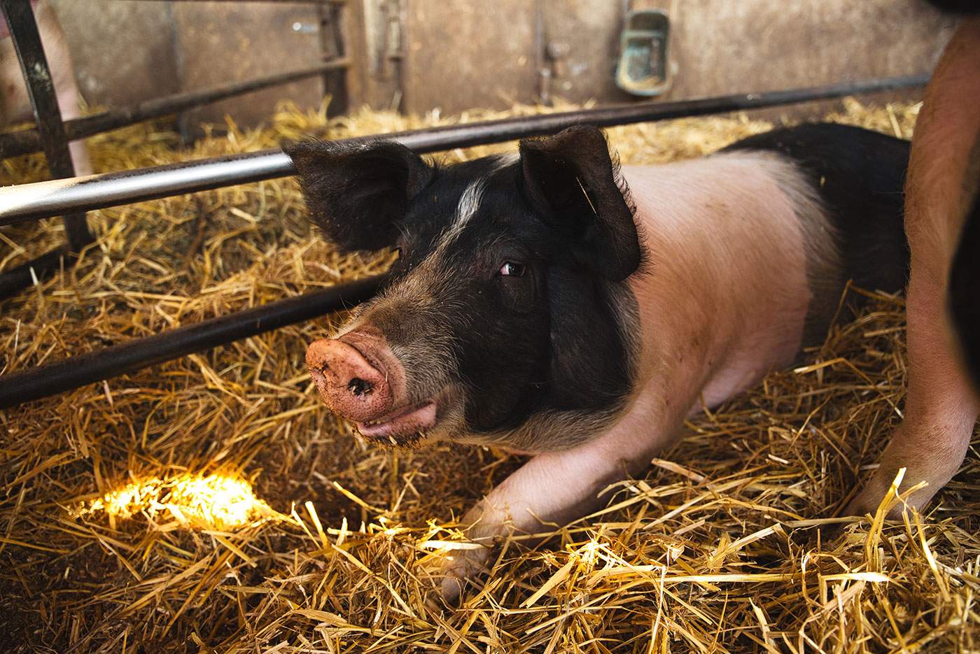 Schwarz-weißes Schwein liegt auf Stroh im Stall