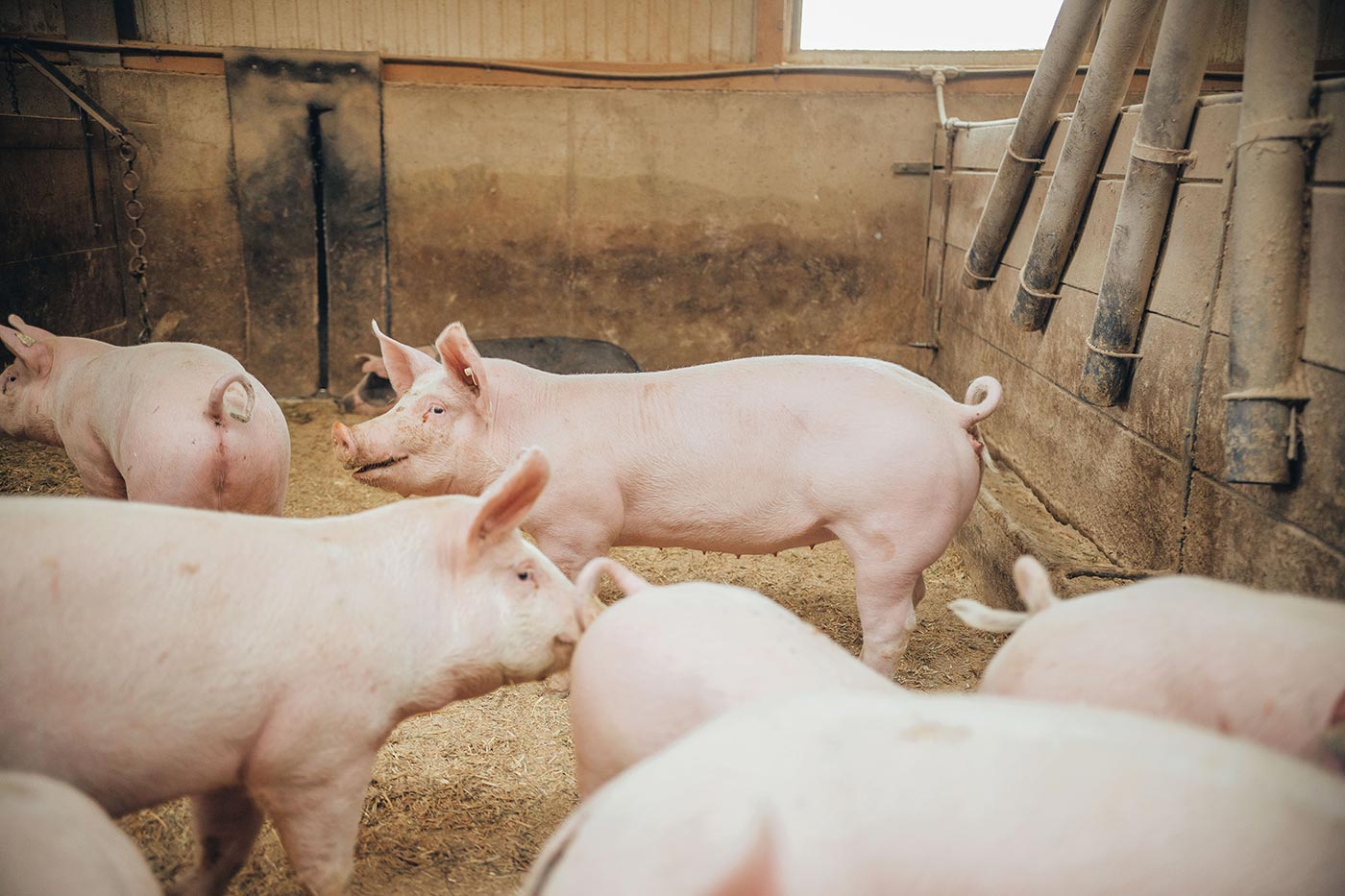 Schweine grasen auf einer Wiese am Waldrand