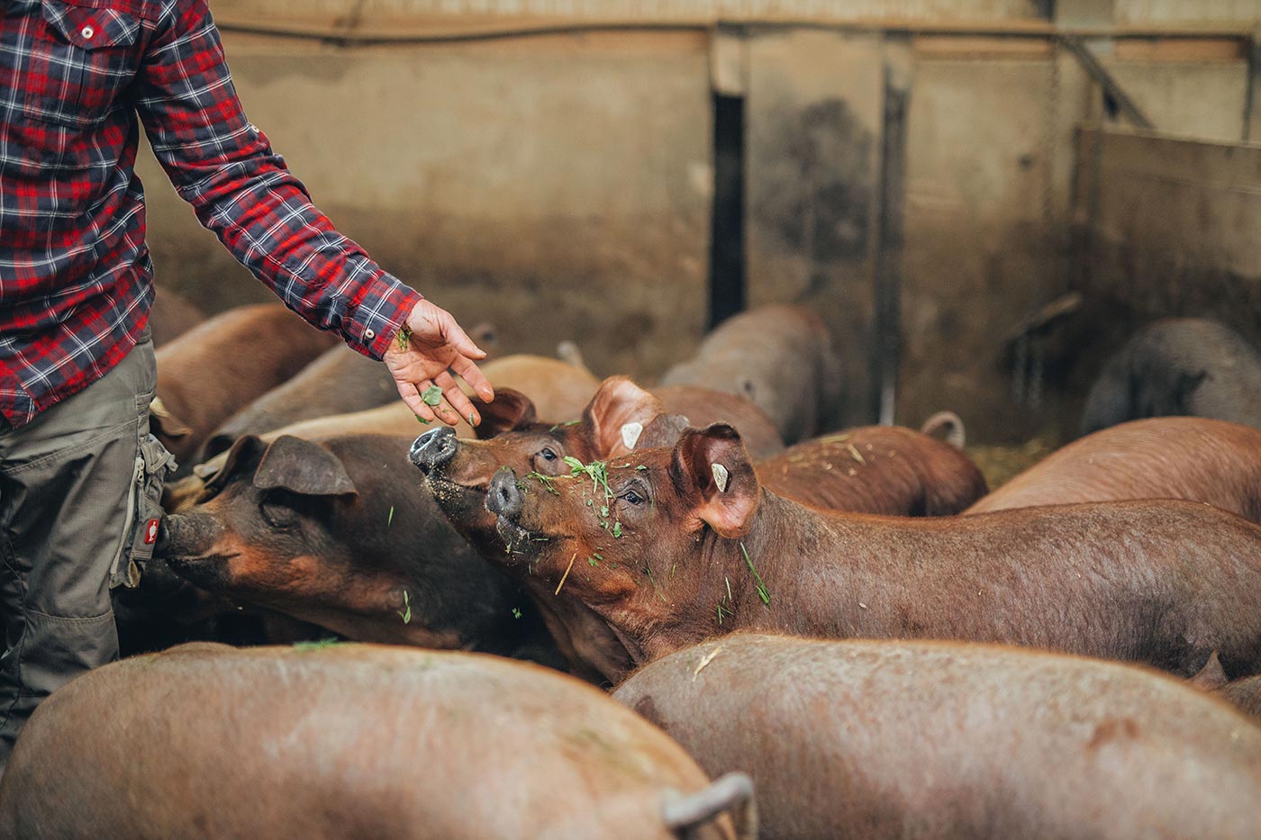 Schweine im Stall, eines frisst Gras aus der Hand eines Menschen
