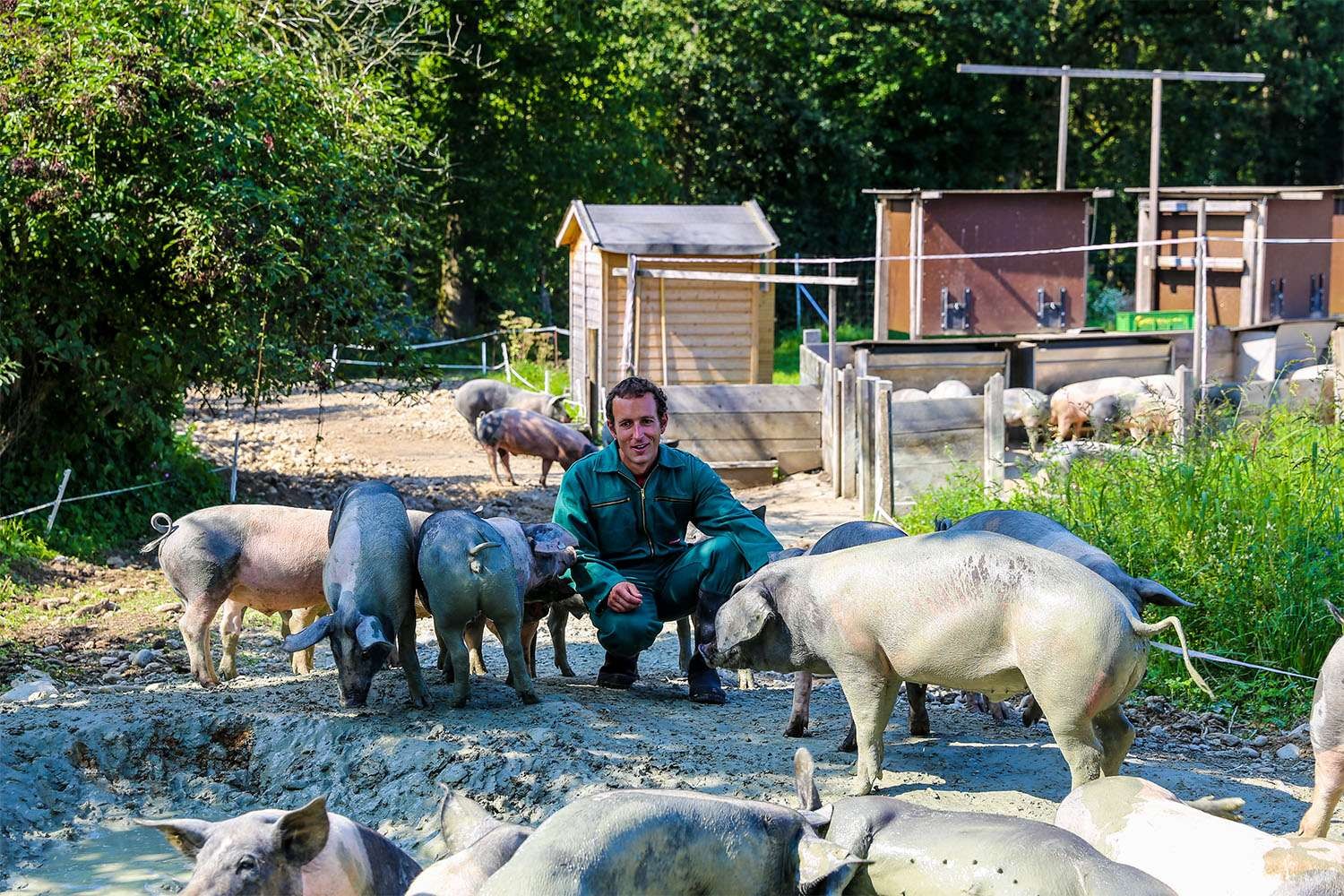 Landwirt kniet zwischen Schweinen in einem Freigehege