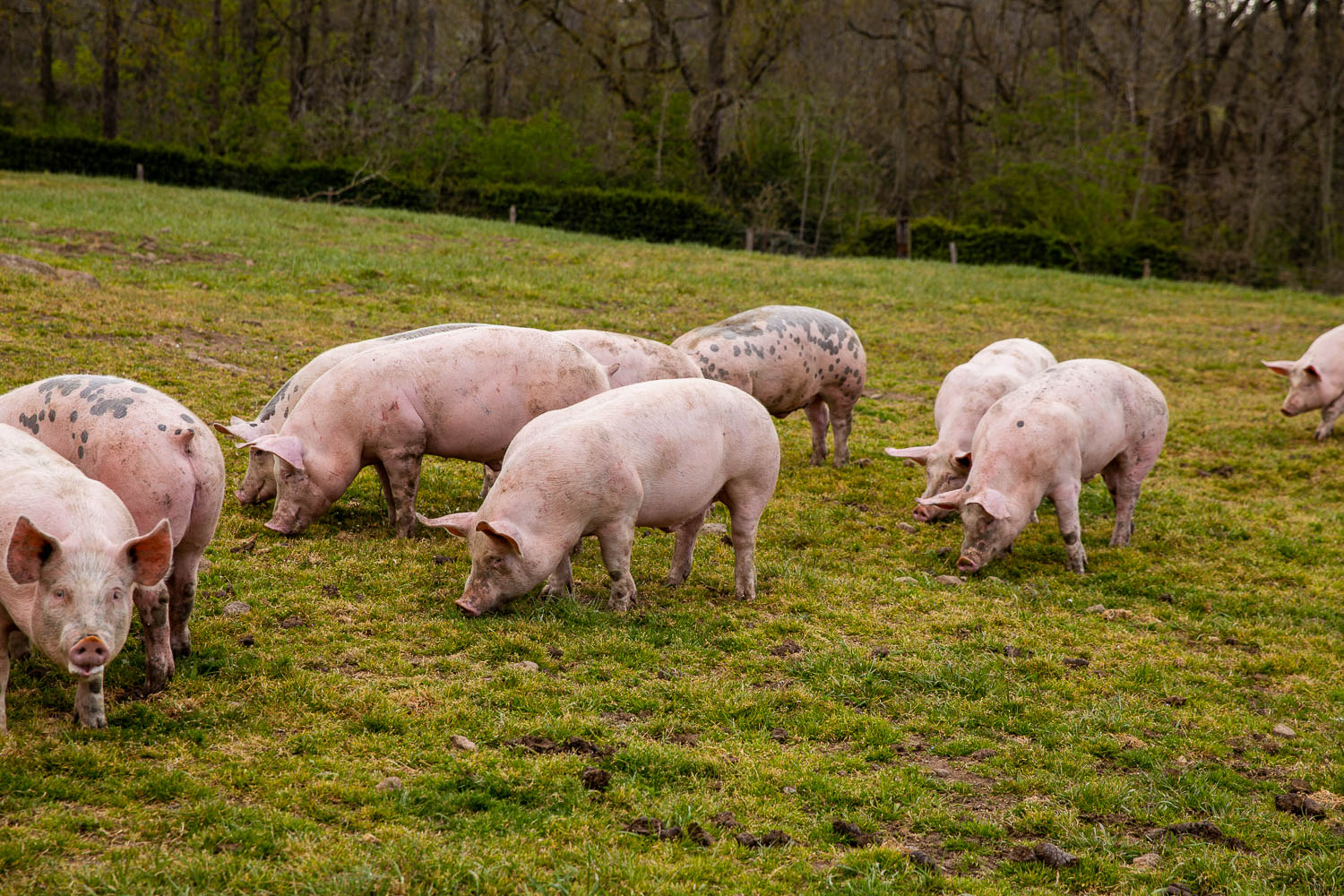 Schweine in artgerechter Freilandhaltung auf einer grünen Wiese