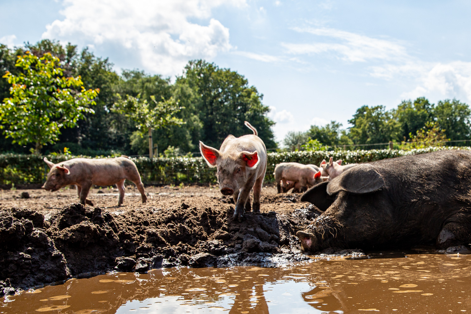 schweine