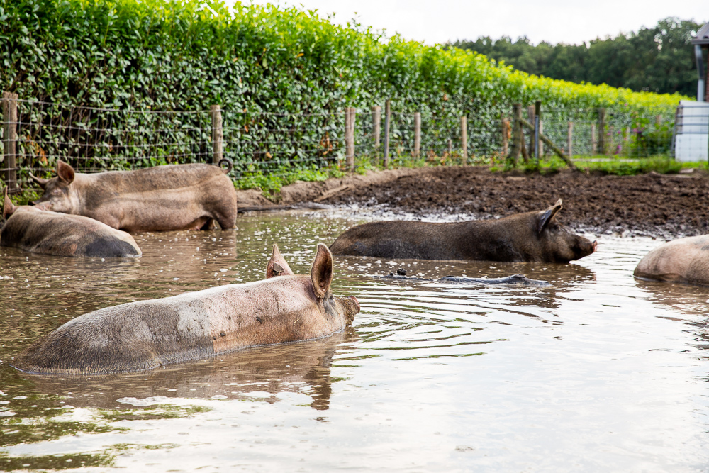 weidevarkens in een modderpoel