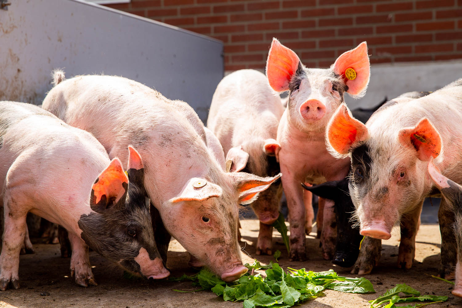 Schweine mit frischem Grünfutter in artgerechter Haltung auf dem Bauernhof