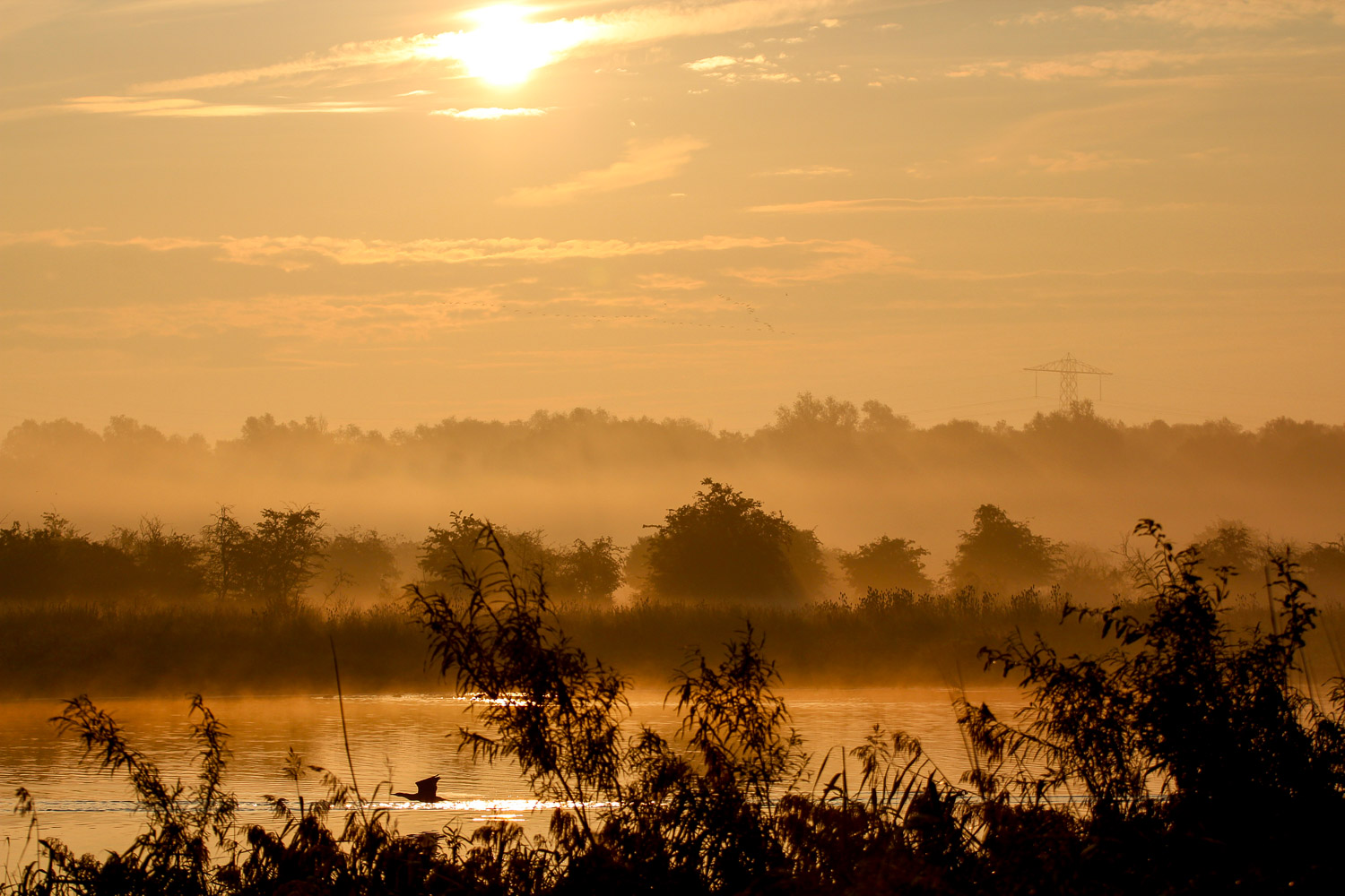 oostvaardersplassen