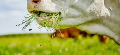 Grasgevoerd vlees, meer dan een health hype