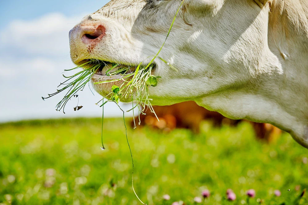 Grasgevoerd vlees, meer dan een health hype