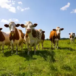 Biologische Boeren