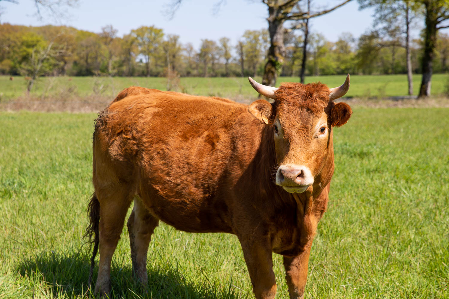Limousin