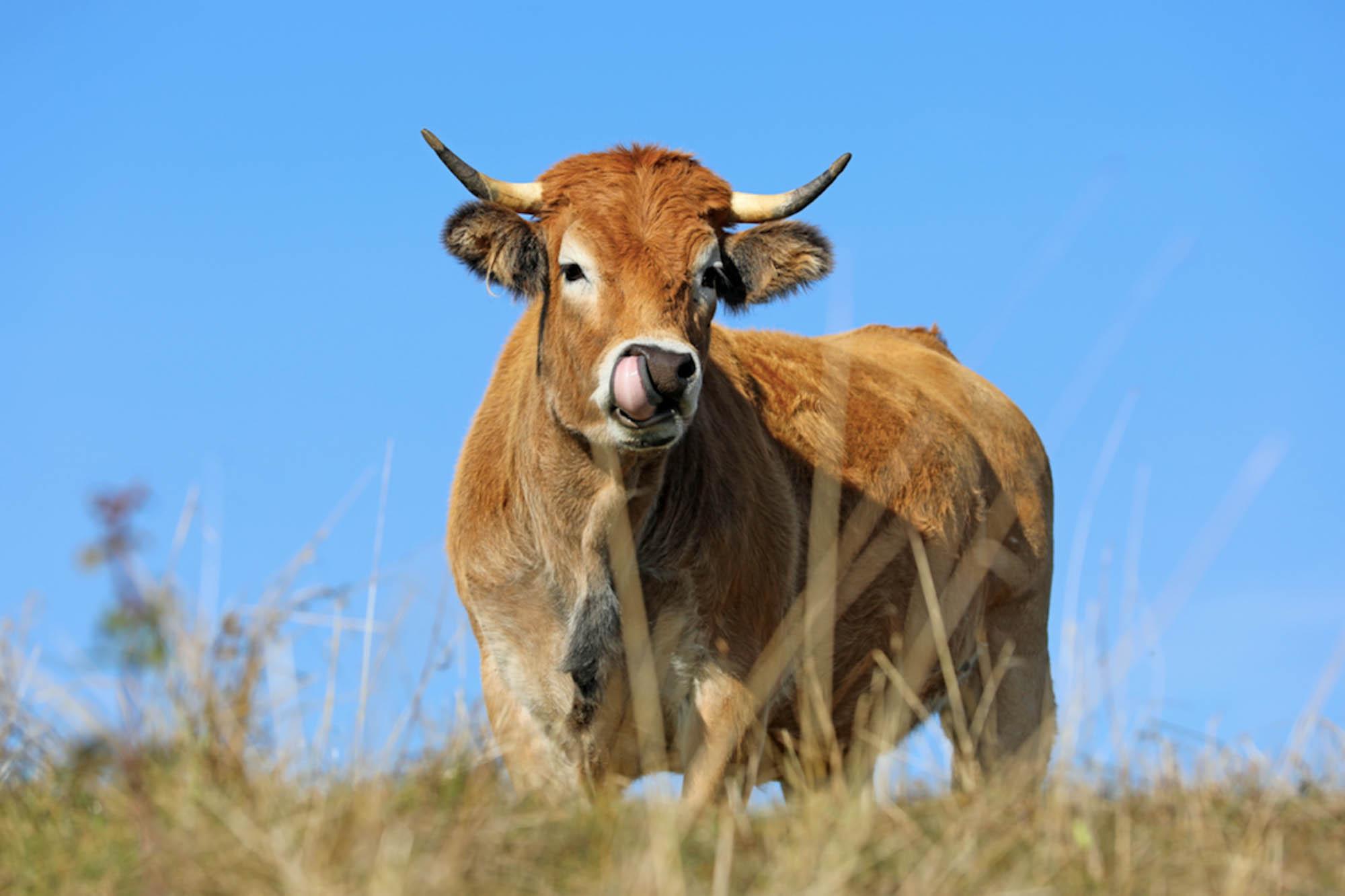 Aubrac