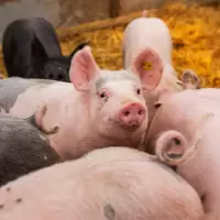Biologische varkensboeren