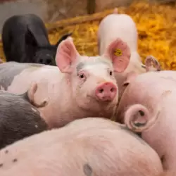Biologische varkensboeren