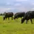 Black Angus