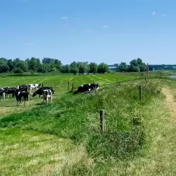 Biologische grasgevoerde koeien