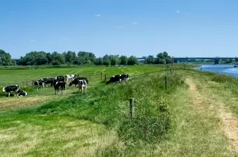 Biologische grasgevoerde koeien