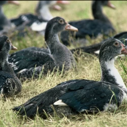 Label Rouge Label Rouge