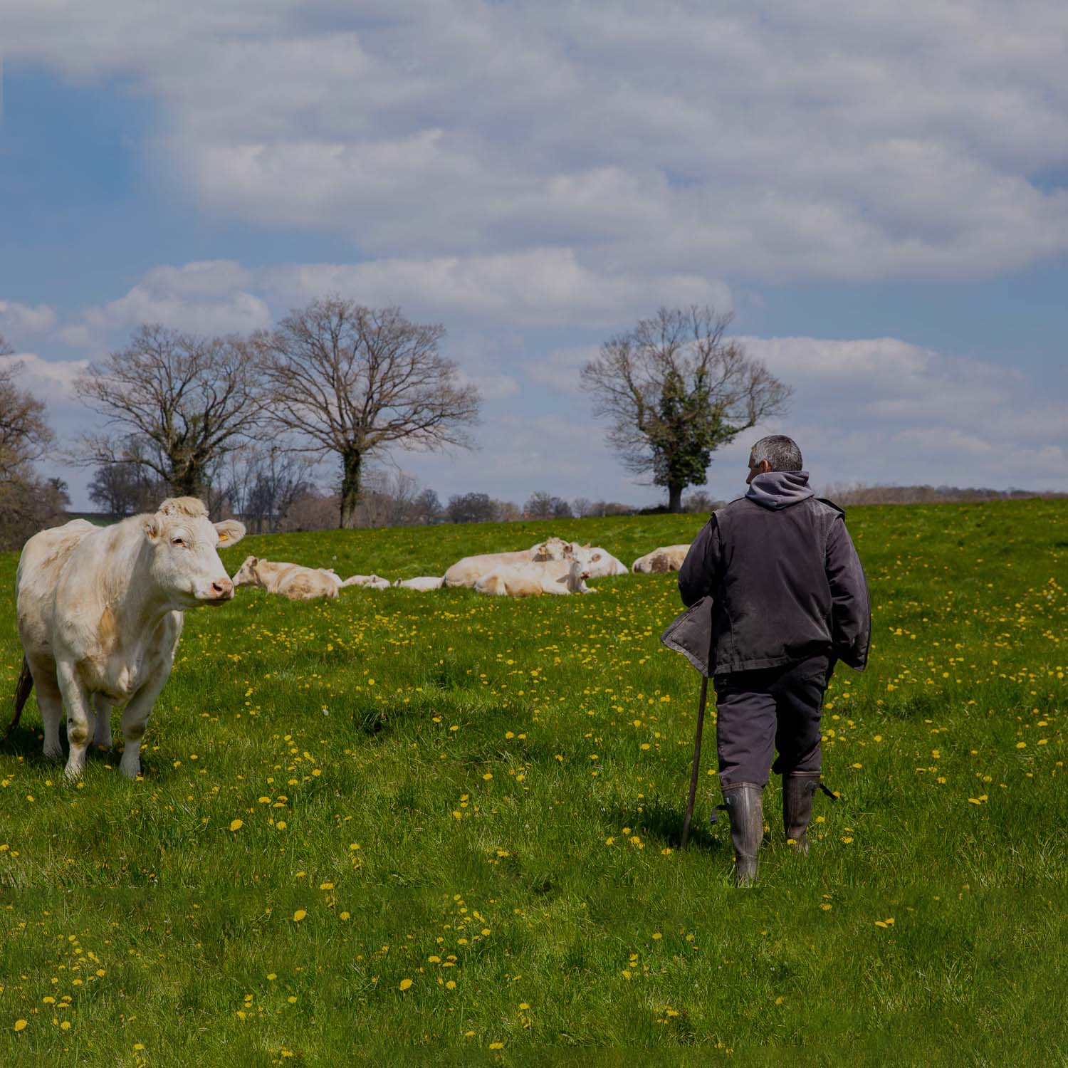 Grutto agriculteur dans le pré