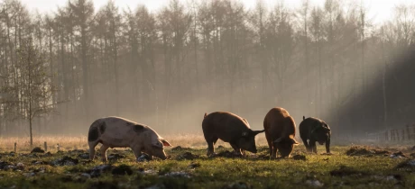Nooit meer supermarktvlees