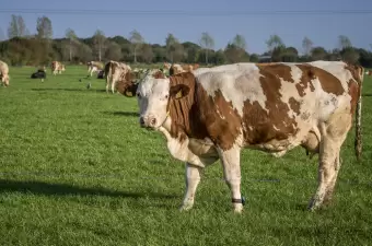 Simmentaler