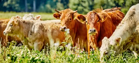 Zijn koeien slecht voor de natuur?