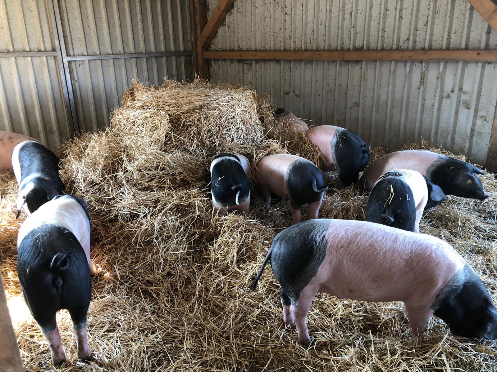 Schwäbisch Hällisches Landschwein Kaufnekuh Schwäbisch Hällisches Landschwein Kaufnekuh