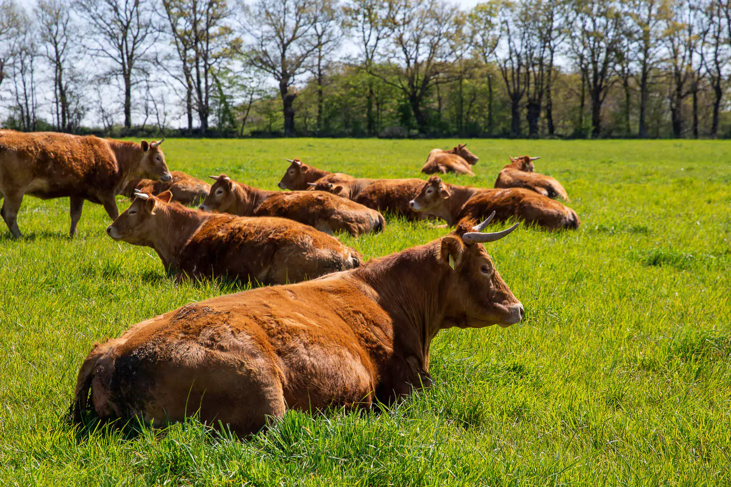 Suif de boeuf fini à l'herbe, 100 % pur Pot en verre Bovins élevés au  pâturage -  France