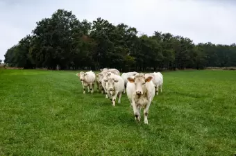 Charolais