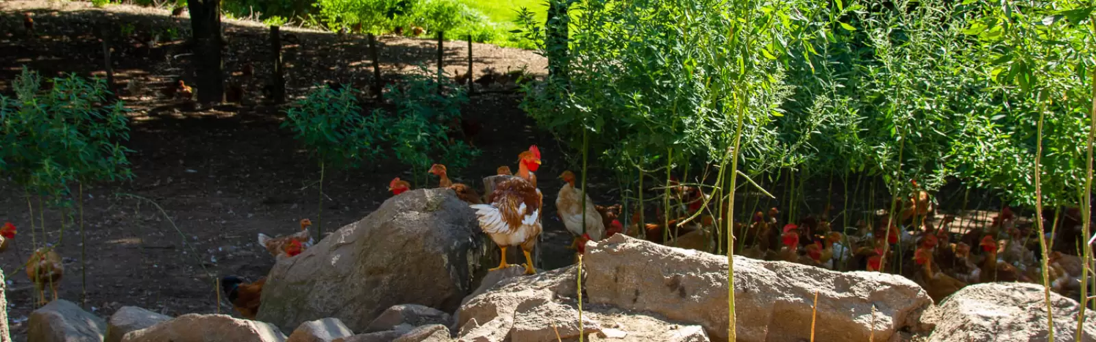 Martine et Henri Seegers