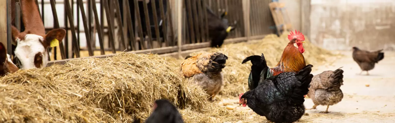 De Paasbrunch Boeren