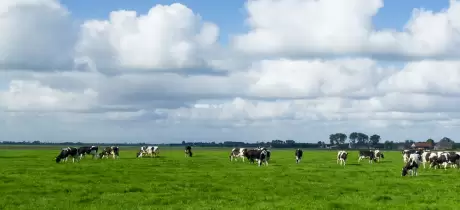 Jan de Greef