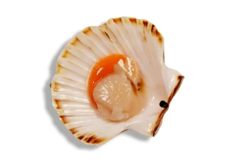 Coquilles