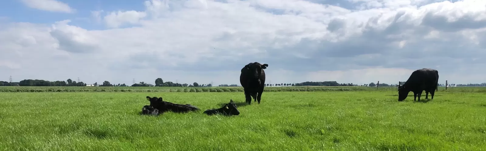 Cees van den Boom & Lies Leijs