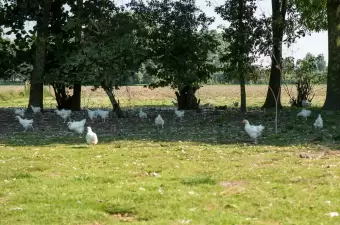 Bio Polderhoen