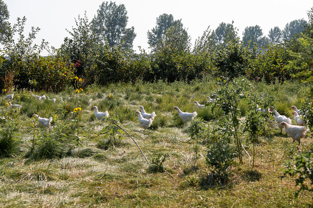 Biologische kip in veld