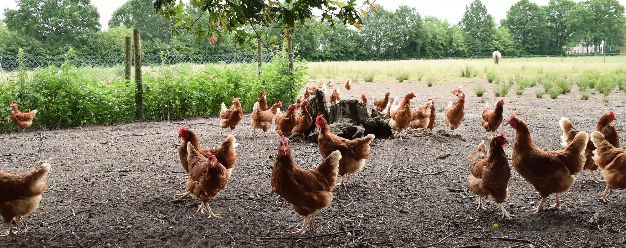 Hoelahoep eiwit Ruwe olie Pakketten met kippenvlees | kip kopen bij de boer | Grutto