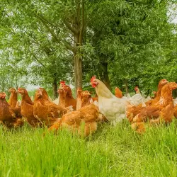 Biomeerwaarde boeren