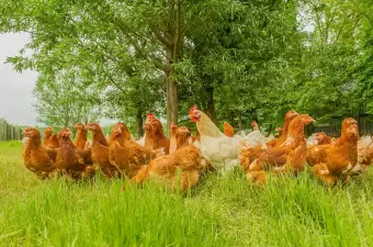 Bio Meerwaarde Kip