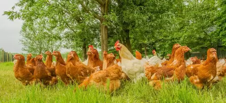 Biomeerwaarde boeren
