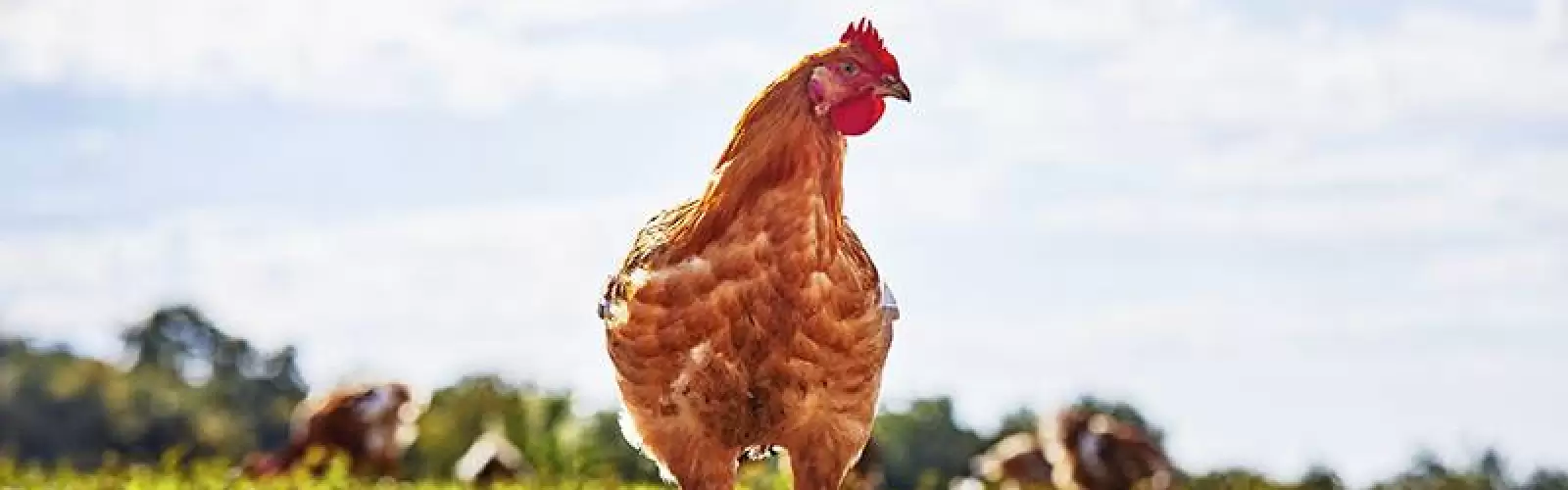 Biomeerwaarde boeren
