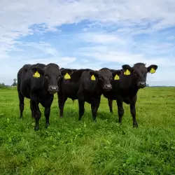 Wagyu