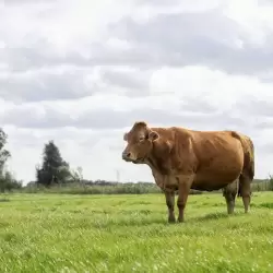 Limousin